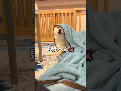 気分屋さん😅柴犬 dog shorts サムネイル