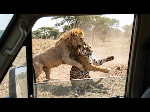 Lion VS Tiger FIGHT — Raw Power No Escape! サムネイル