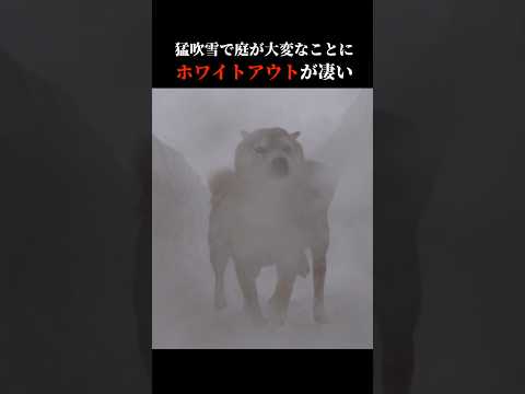 柴犬はホワイトアウトに勇猛果敢に立ち向かう！？ shibainu 犬のいる生活 吹雪 サムネイル