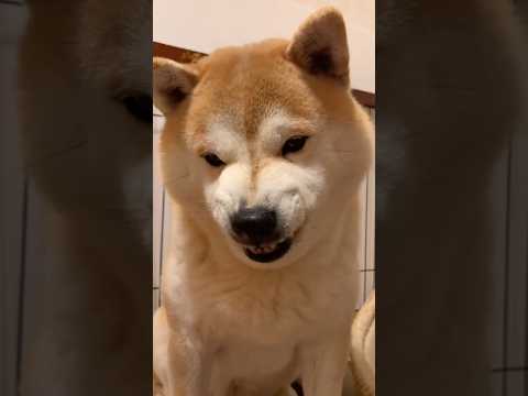 これ以上食べないからごはん引こうとしたらムキッ歯になり阻止してくる菊次郎 柴犬 柴犬のいる暮らし 日本犬 ムキッ サムネイル