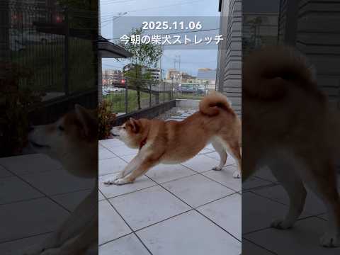今朝の柴犬ストレッチdog doggie 柴犬 shibainu stretch yoga routines heal… サムネイル