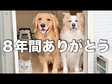 【愛犬と過ごした８年】バイバイ、今までありがとう... サムネイル