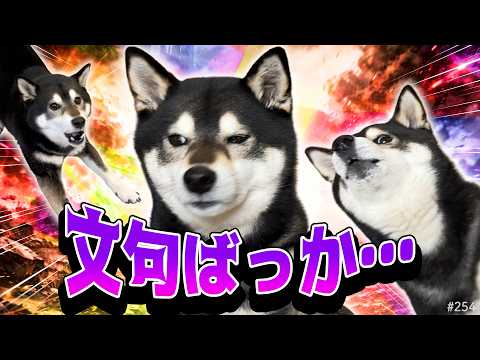 文句ばかり言う柴犬と暮らす毎日 サムネイル