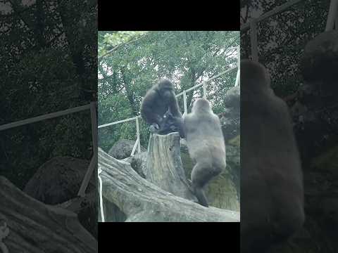 Gorilla Tayari拿Ringo的毯子 gorillatag taipei 金剛猩猩 台北市立動物園 サムネイル