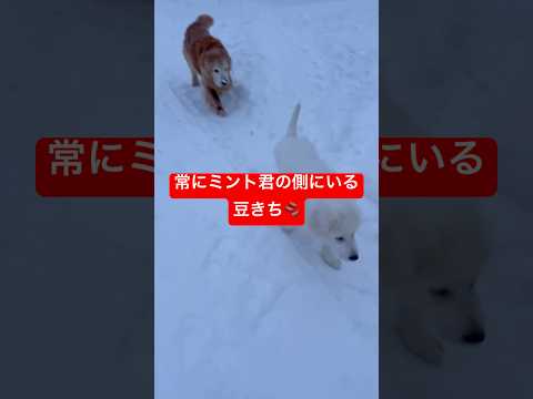 ミント君と豆きちのお散歩#shorts #ゴールデンレトリバー #puppy #ゴールデンレトリバー子犬 #グレートピ… サムネイル
