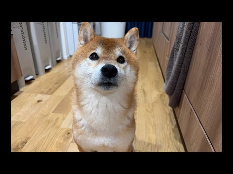 地震も心配、ママの骨折も心配な中の柴犬ハチ家の夜配信🏠 サムネイル