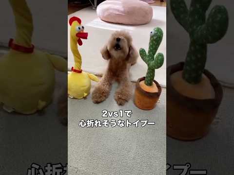 2vs1だと頑張らないと負けそうなトイプードル トイプードル トイプー 小型犬 shorts サムネイル