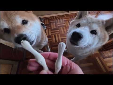 歓喜のタップダンスでほねっこをお迎えするモモさん達🕺💃 サムネイル