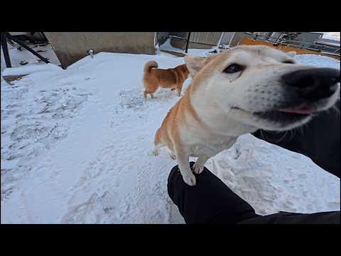 2026年3月2日(月) お散歩復帰をめちゃくちゃ喜んでくれて嬉しい朝【リハビリ開始】 サムネイル