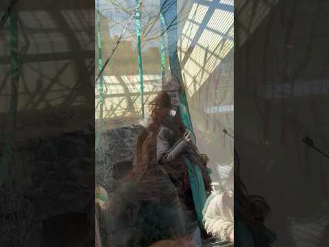 shorts ボルネオオランウータンの王子ムムくん　ぶらんぶらん　王子動物園　2025年12月27日 サムネイル