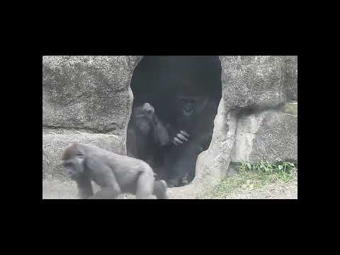Gorilla D'jeeco family.Jabali 5y2m old .Ringo 4y7m old shor… サムネイル