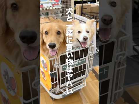 犬と一緒に買い物する時のあるある話、共感する人いませんか？【ゴールデンレトリバー・ボーダーコリー】shorts サムネイル