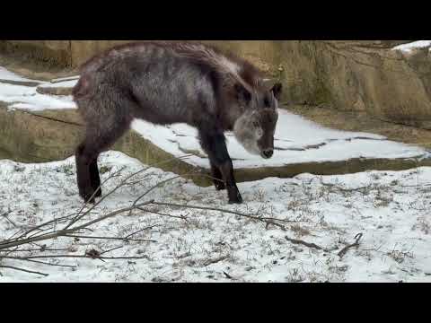 ミカゲくん☺️ ニホンカモシカ　那須どうぶつ王国にて　2026年1月1日 サムネイル