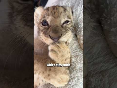 Adorable Lion Cub Wearing a Diaper 🦁🐾animals cute science s… サムネイル