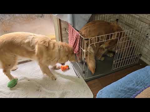 キビも食べたい？臭っさいごちゃ混ぜご飯は、ご馳走に感じるゴールデンレトリバーの親子 サムネイル