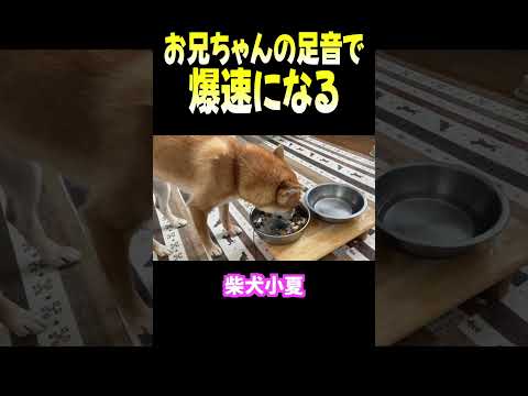 お兄ちゃんの足音で 爆速になる 神戸 柴犬 shiba shibainu 癒し サムネイル