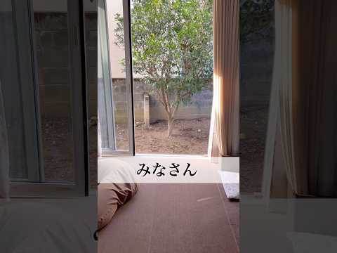 『とんの家から′26 元日』　柴犬　柴犬とん サムネイル