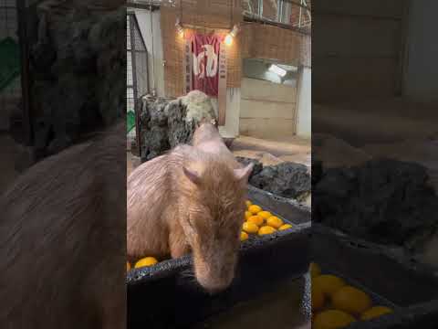 ゆず湯でリラックスするカピバラ♫shorts カピバラ capybara サムネイル