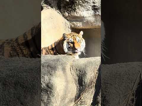 shorts ベロ👅出てるよサーシャちゃん　アムールトラ🐯　浜松市動物園　IMG 8415 サムネイル