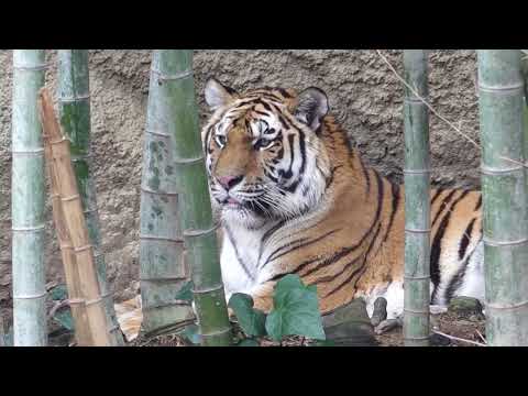 竹林にサーシャちゃん　アムールトラ🐯　浜松市動物園　00108 サムネイル