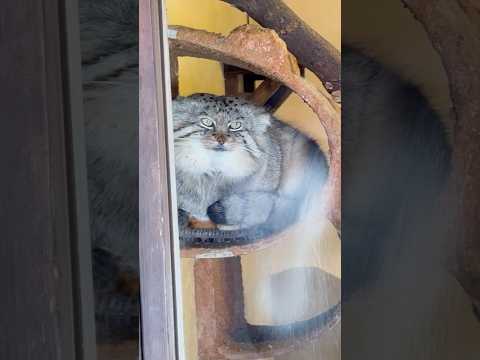 shorts 午後からオレのロック姿見せてやるヨ！っとロータスくん　マヌルネコ　埼玉県こども動物自然公園にて　2026… サムネイル