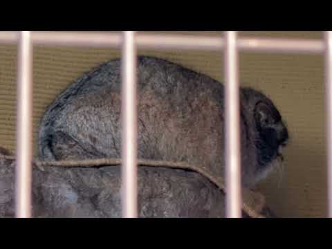 おやすみ💤かな？マヌルネコのグルーシャくん　旭山動物園にて　2025年12月19日 サムネイル