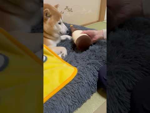 柴犬福 おばあさんに日本酒枕で寝かしつけられる柴犬🤣Grandma and Shiba🤣shorts funny 柴犬… サムネイル