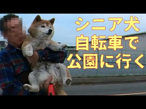 【1060】まだまだ自転車に乗れる柴犬さん サムネイル