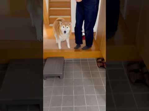 柴犬福 新年1発目の姉と柴犬の感動の再会🤣Sis and Shiba🤣姉と柴 shorts funny funnydo… サムネイル