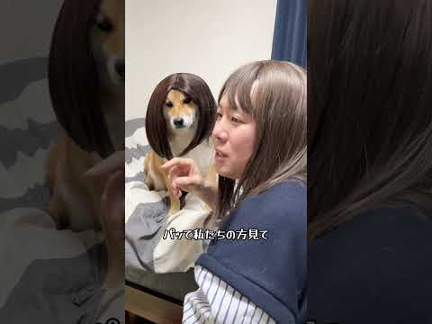 愚痴爆発OLと早く帰りたいOL 柴犬 shorts サムネイル