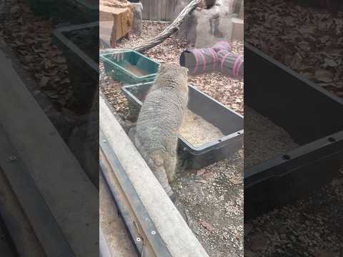 shorts 砂浴びは〜、今へしないっとロータスくん　マヌルネコ　埼玉県こども動物自然公園にて　2026年3月6日 サムネイル