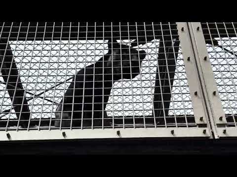 通路のアステカくん♪ ジャガー　日立市かみね動物園にて　2025年4月12日  IMG 7088 サムネイル