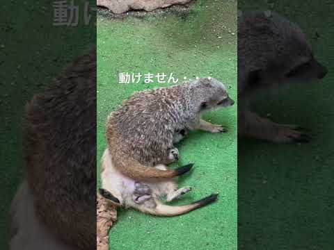 奥さんにマウントとられて動けないのび太・・・shorts ミーアキャット meerkat サムネイル