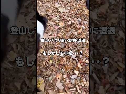 登山してたら黒いものが⋯小熊？恐る恐る近づいてみる。 犬 登山 猟犬 shorts サムネイル