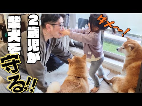 ちょっかいを掛け続けるパパ、嫌がる柴犬達を必死に守る2歳の娘 サムネイル