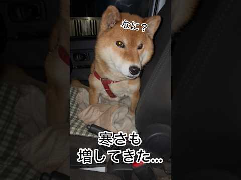 ’25.12.26 力丸は夜行性…？ 柴犬 shibainu 柴犬のいる暮らし 柴犬の日常 車中泊犬 カメラ目線 力丸 サムネイル