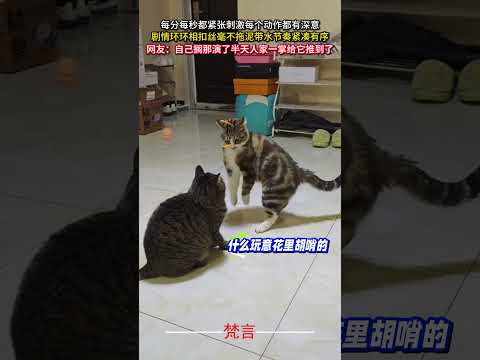 每分每秒都緊張刺激每個動作都有深意 劇情環環相扣絲毫不拖泥帶水節奏緊湊有序 貓  有趣 意外 可愛 搞笑 cat am… サムネイル