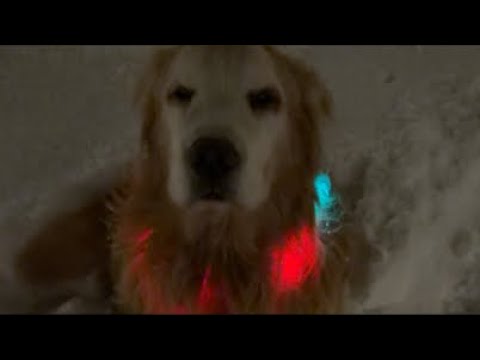 ミントの大冒険 がライブ配信中！ サムネイル