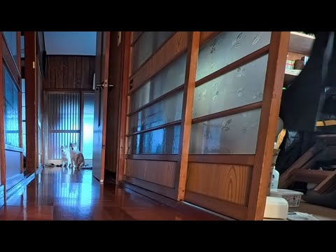 2026年1月26日(月) お着替え待ちするモモさんたち サムネイル