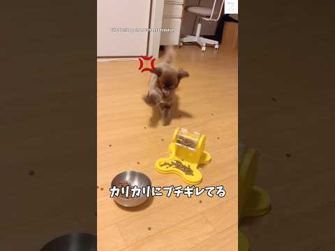 カリカリが許せない犬、ガチでキレる　チワワ 犬　面白い　犬のいる暮らし shorts サムネイル