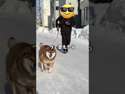 通行人が柴犬に期待したのは… サムネイル