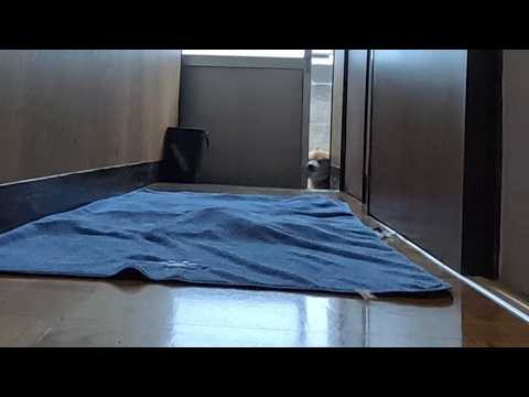 隙あらば押し入ってくる柴犬 サムネイル