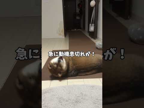 胡麻柴12歳が感じ取った悪寒の正体・・・ サムネイル