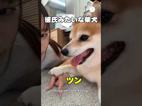 彼氏みたいにデレデレな柴犬　柴犬　犬　彼氏　かわいい かわいい犬 サムネイル