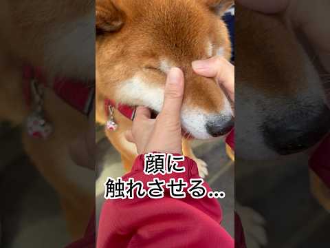 ’26.1.19 力丸の気分… 柴犬 shibainu 柴犬のいる暮らし 柴犬の日常 遊ぶ犬 力丸 サムネイル