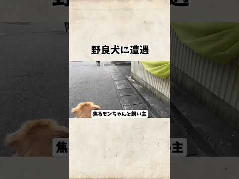 野良犬に遭遇goldenretriever ゴールデンレトリバー サムネイル