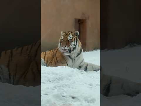 shorts オヤツのオニク🥩を食べた後の令くんと‥😅　アムールトラ🐯　那須どうぶつ王国にて　2026年1月9日 サムネイル