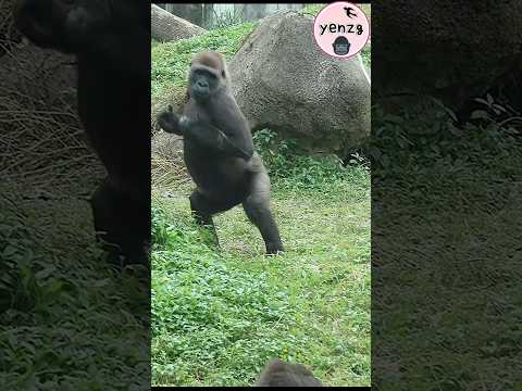 Tayari 對Iriki擊胸Ringo拍Tayari gorilla gorillatag taipeizoo 金剛… サムネイル