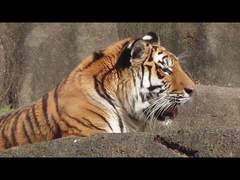 今日はサーシャの日　アムールトラ　浜松市動物園にて　2026年2月14日 サムネイル