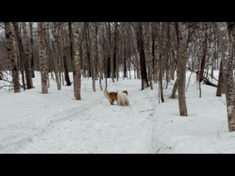 ミントの大冒険 がライブ配信中！ サムネイル